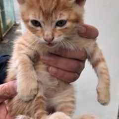 🆘保健所収容❗️後ろをついてくる人懐こいチビ茶トラ君🐱家族を待ってます🍀【県外譲渡可】の画像