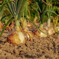 【日払い】愛媛県松山市高田で玉ねぎの運搬作業等のお仕事！【単発/...