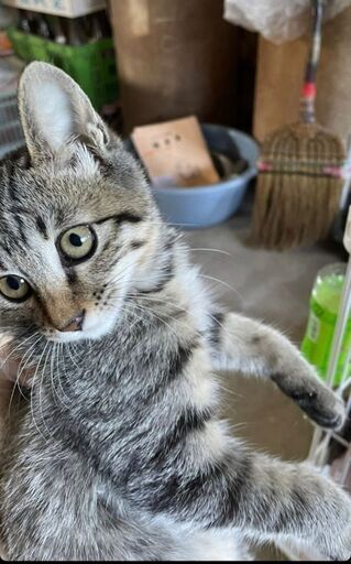 生後2ヶ月半位ちょっとビビり 慣れると元気いっぱいのキジトラちゃん 12 19日 日曜日 譲渡会 グッチ 久留米の猫の里親募集 ジモティー 生後2ヶ月半位ちょっとビビり 慣れると元気いっぱいのキジトラちゃん 12 19日 日曜日 譲渡会 グッチ 久留米の猫の里親募集 ジモティー