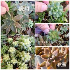 【多肉植物】 普及種 5種類セット