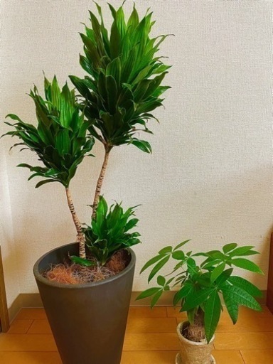 受渡し限定 観葉植物 ドラセナ コンパクタ パキラ 鉢付 よし 京都のその他の中古あげます 譲ります ジモティーで不用品の処分