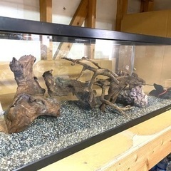 水槽・照明・スキマー・流木
