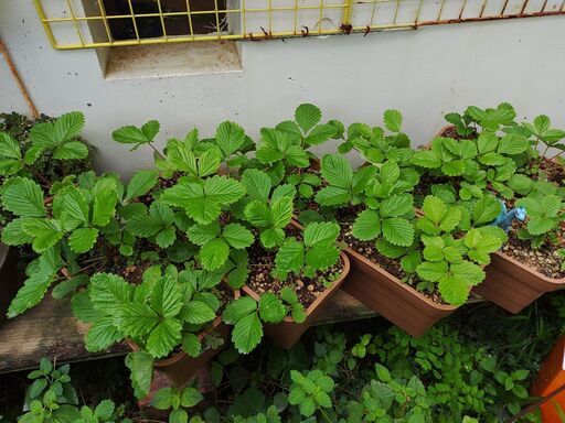 植物 ハーブ ワイルドストロベリー ３個入り鉢植え シン 首里のその他の中古あげます 譲ります ジモティーで不用品の処分