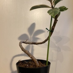 【ネット決済】フィカスティケネ５号　観葉植物