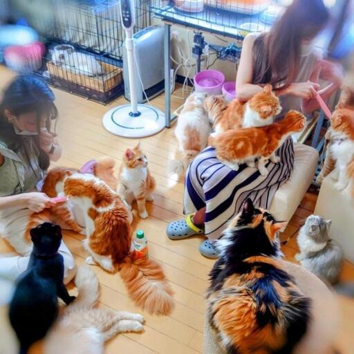 ふれあい猫カフェ 猫のテラスハウス 勝川のキャンペーンのイベント参加者募集 無料掲載の掲示板 ジモティー ふれあい猫カフェ 猫のテラスハウス 勝川のキャンペーンのイベント参加者募集 無料掲載の掲示板 ジモティー