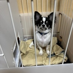 愛知県 豊田市の犬の里親募集 ジモティー