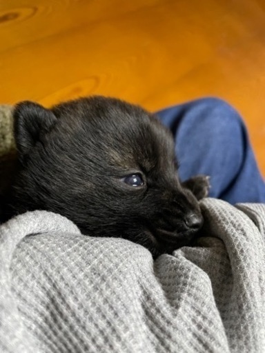 甲斐犬と雑種犬のミックス さか 三戸のその他の里親募集 ジモティー
