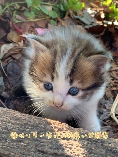 ふわふわの毛が可愛い子猫の里親募集中 しろちび 新川の猫の里親募集 ジモティー