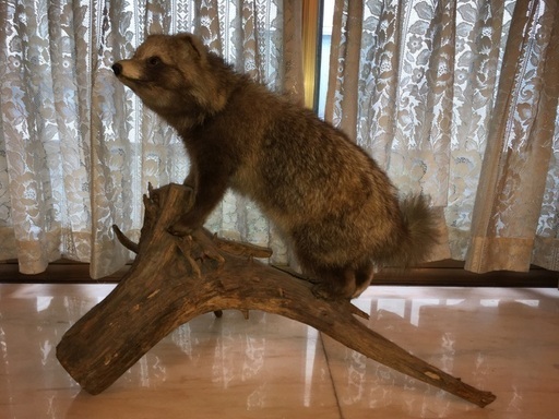 たぬき　剥製