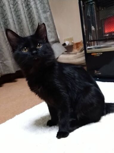 生後3ヶ月位フサフサ長いしっぽの長毛黒猫のジルちゃん 12 12 日曜日 譲渡会 グッチ 久留米の猫の里親募集 ジモティー