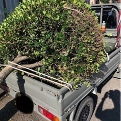 植木の伐採、町の便利屋