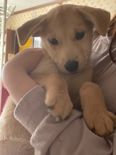 賢い女の子 ルル 五反田の犬の里親募集 ジモティー