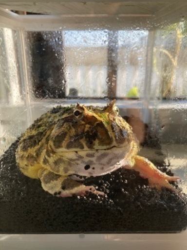ツノガエル