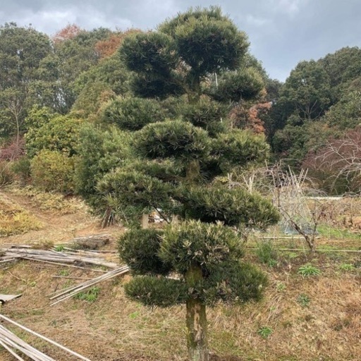 久留米市よりマキの木 - 福岡県のその他