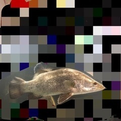 アカメ　完全淡水飼育　熱帯魚　大型魚　日淡魚