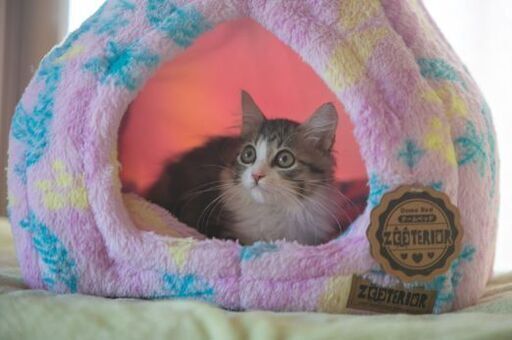 ふわふわな女の子 の里親さん大募集 ねこさん 大田の猫の里親募集 ジモティー ふわふわな女の子 の里親さん大募集 ねこさん 大田の猫の里親募集 ジモティー