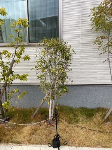 庭木差し上げます キンモクセイとシラカシの成木 がんちゃん 中納言のその他の中古あげます 譲ります ジモティーで不用品の処分