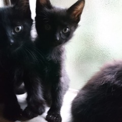 12月15日で2ヶ月になる黒メス猫ちゃん🐈‍⬛優しい里親さん探してます