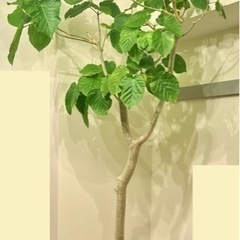 【ネット決済】観葉植物　ウンベラータ