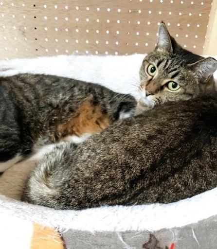 ブラッシング好きな甘えん坊 Ame Ruru 住道の猫の里親募集 ジモティー