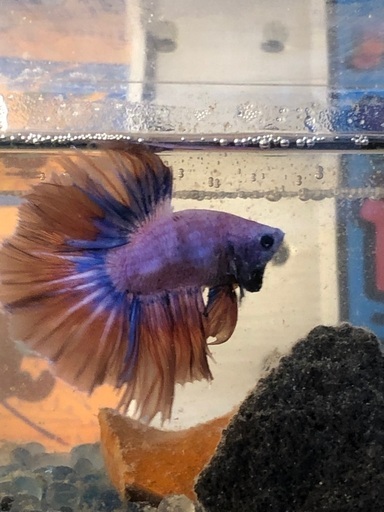 ハーフムーンベタピンクブルー Porkye 首里のその他の中古あげます 譲ります ジモティーで不用品の処分 ハーフムーンベタピンクブルー Porkye 首里のその他の中古あげます 譲ります ジモティーで不用品の処分