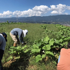 和歌山で援農ボランティア！雄大な景色を望みながら、土に緑に、触れ...