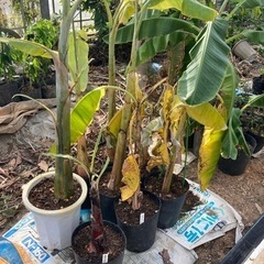 バナナ苗木