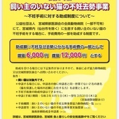 宮城県ののら猫さんの不妊手術には助成金が出ます。団体による無料手術もあります（無料枠は月に一頭から多くても３頭ほどです）の画像