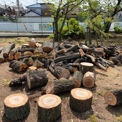 伐採幹差し上げます 薪用原木 広葉樹 カシなど