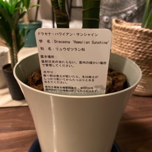 ドラセナハワイアンサンシャイン Sumi Sfurm 伊丹のその他の中古あげます 譲ります ジモティーで不用品の処分