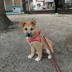 クリスマスは地下犬舎ではなく暖かいお家で...(岡山市保健所)