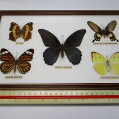 シンガポールで入手した蝶の標本