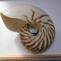 シンガポールで入手したオウム貝の標本