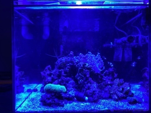 海水生体各種