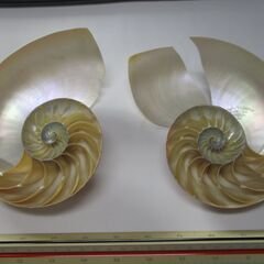シンガポールで入手したオウム貝の2つ割り標本