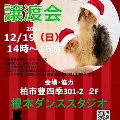 12/19（日）根本ダンススタジオ保護猫譲渡会