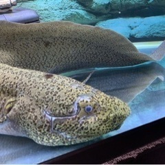 プロトプテルスアンフィビウス 熱帯魚 引き取り希望