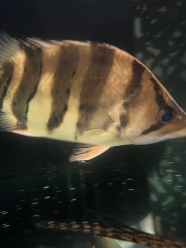 ダトニオプラスワン30センチ