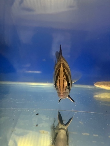 ダトニオプラスワン15センチ