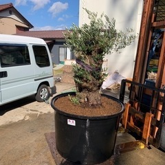 いらなくなった植物引き取ります