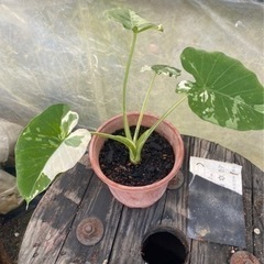 クワズイモ 斑入り ハーフムーン 三光斑