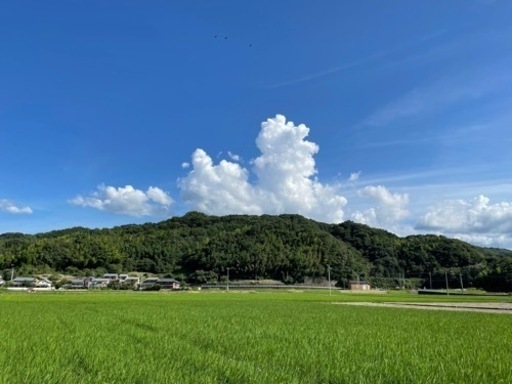 令和3年 にこまる 新米 お酢散布玄米
