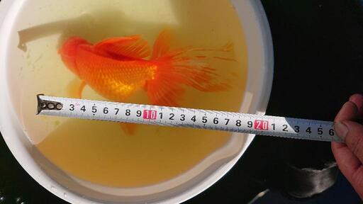 金魚 ジャンボ獅子頭 雌