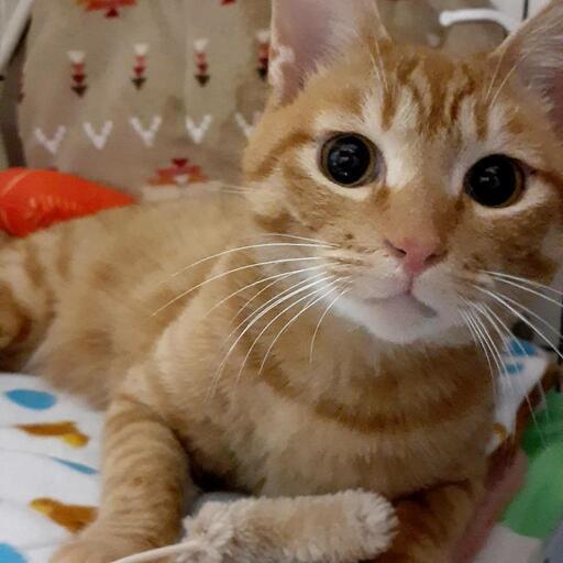 お顔も性格も可愛すぎる茶トラくん ラムネ 大津京の猫の里親募集 ジモティー お顔も性格も可愛すぎる茶トラくん ラムネ 大津京の猫の里親募集 ジモティー