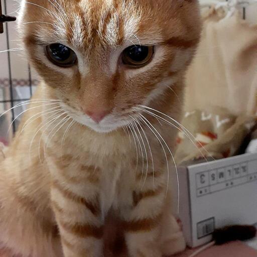 お顔も性格も可愛すぎる茶トラくん ラムネ 大津京の猫の里親募集 ジモティー お顔も性格も可愛すぎる茶トラくん ラムネ 大津京の猫の里親募集 ジモティー