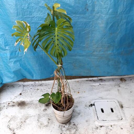 観葉植物♡ヒメモンステラ♡大鉢ヘゴ仕立て♪