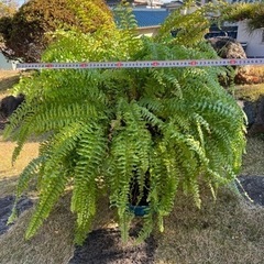 巨大　観葉植物『ツデー』