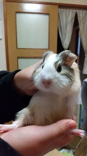 モルモット赤ちゃん ヒカヒメ 塩谷のその他の里親募集 ジモティー