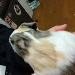 モルモット赤ちゃん ヒカヒメ 塩谷のその他の里親募集 ジモティー