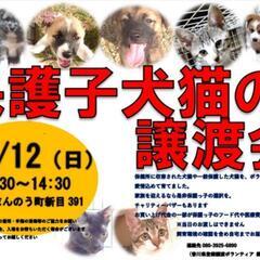 💠保護犬猫の譲渡会を開催します💠